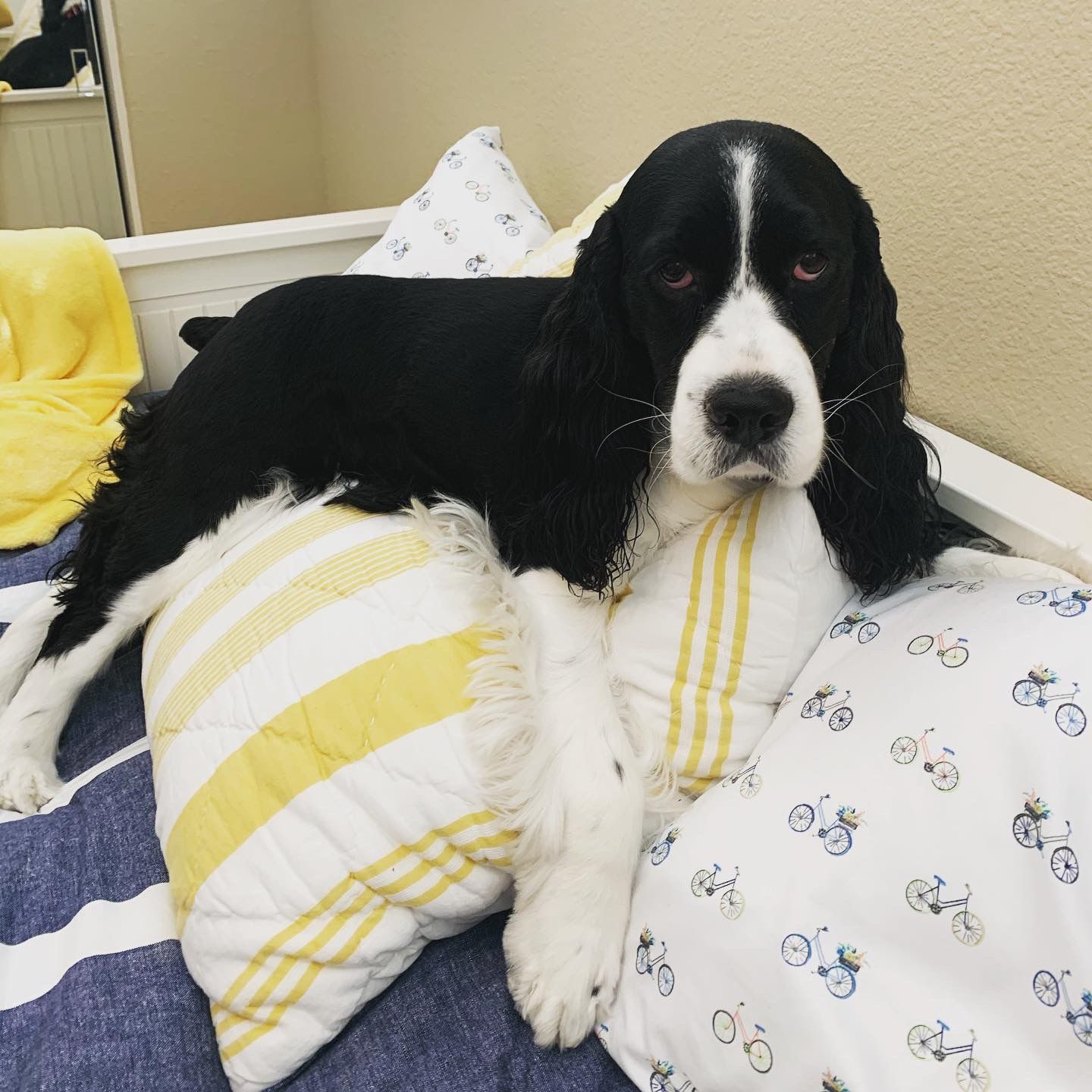 Gus